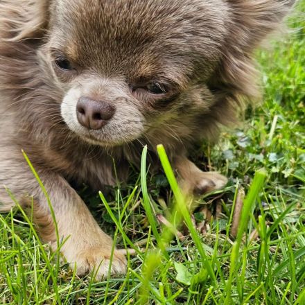 Wunderschöne Chihuahuahündin, blau, Lh, aus kleiner, seriöser Zucht