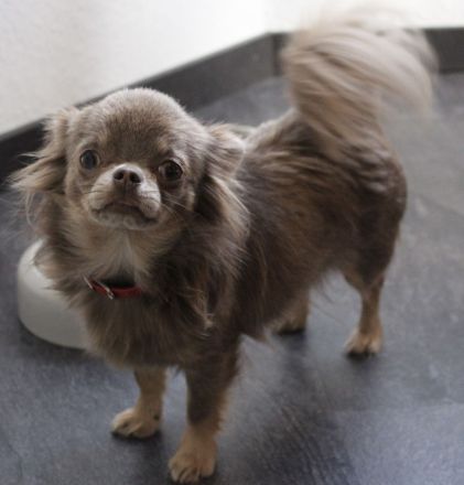 Wunderschöne Chihuahuahündin, blau, Lh, aus kleiner, seriöser Zucht