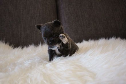 Wunderschöne Chihuahuahündin, blau, Lh, aus kleiner, seriöser Zucht