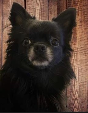 Wunderschöne Chihuahuahündin, blau, Lh, aus kleiner, seriöser Zucht