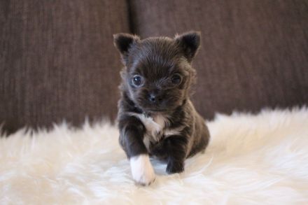 Wunderschöne Chihuahuahündin, blau, Lh, aus kleiner, seriöser Zucht
