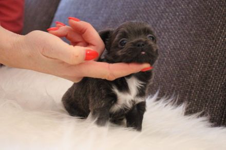 Wunderschöne Chihuahuahündin, blau, Lh, aus kleiner, seriöser Zucht