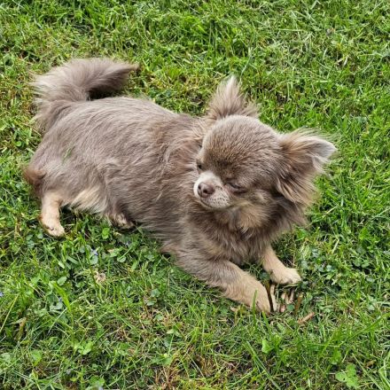 Wunderschöne Chihuahuahündin, blau, Lh, aus kleiner, seriöser Zucht