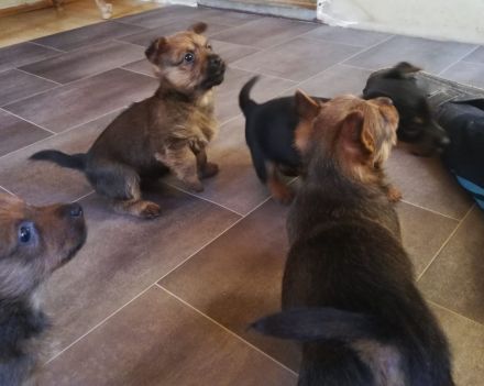 Australian Terrier Welpen