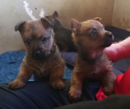 Australian Terrier Welpen