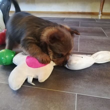 Australian Terrier Welpen