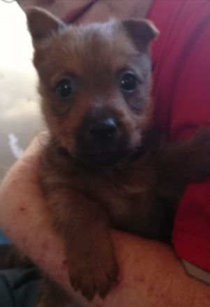 Australian Terrier Welpen