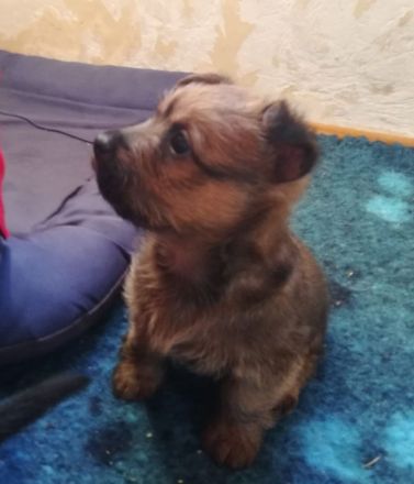 Australian Terrier Welpen