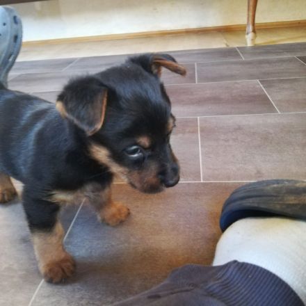 Australian Terrier Welpen