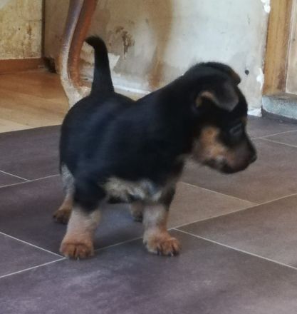 Australian Terrier Welpen