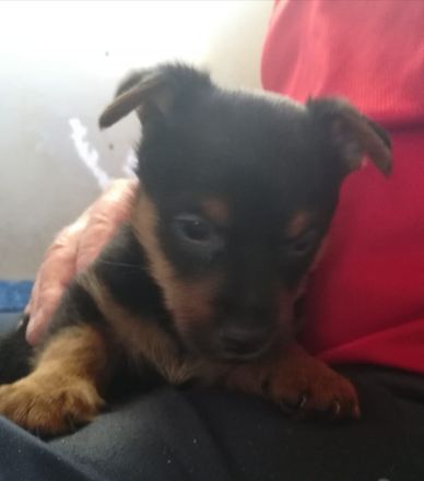 Australian Terrier Welpen