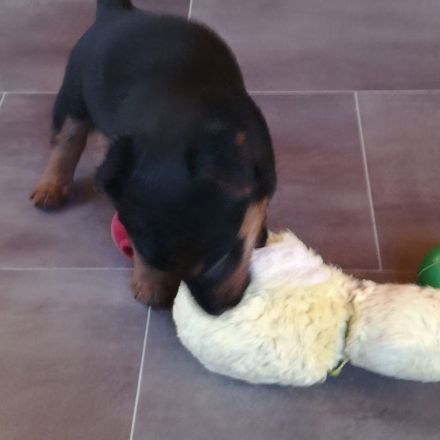 Australian Terrier Welpen