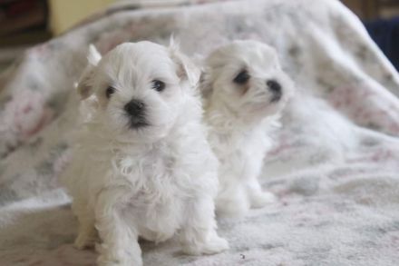 Süsse Malteserwelpen