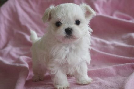 Süsse Malteserwelpen