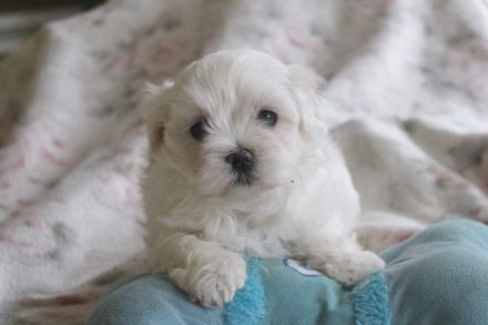 Süsse Malteserwelpen