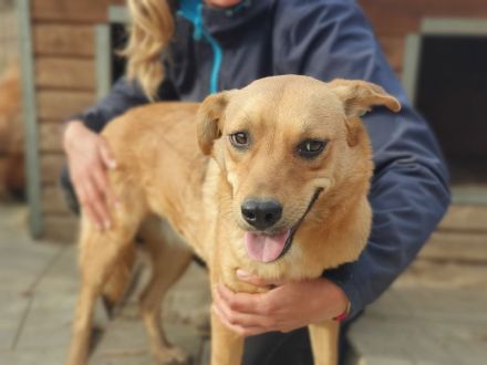 PAULA ca. 4 1/2-jährige, zuckersüße Hündin, ca. 46 cm, wird eine treue Begleiterin