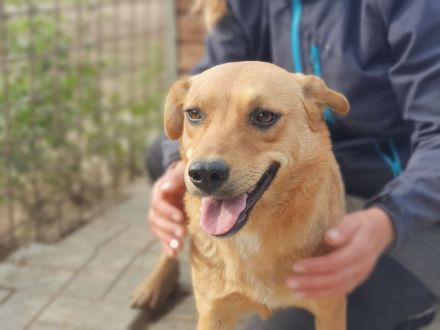 PAULA ca. 4 1/2-jährige, zuckersüße Hündin, ca. 46 cm, wird eine treue Begleiterin