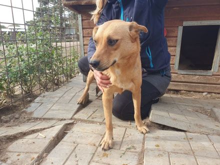 PAULA ca. 4 1/2-jährige, zuckersüße Hündin, ca. 46 cm, wird eine treue Begleiterin