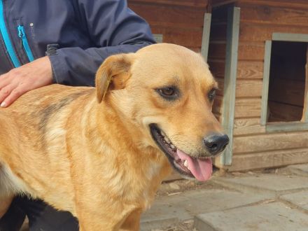 PAULA ca. 4 1/2-jährige, zuckersüße Hündin, ca. 46 cm, wird eine treue Begleiterin