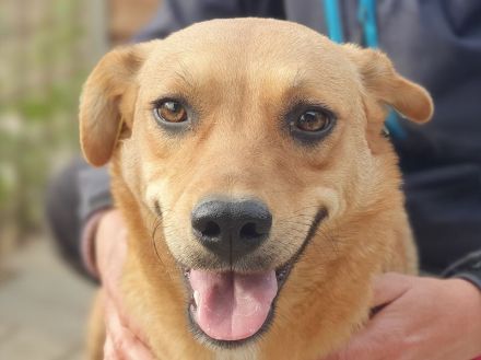 PAULA ca. 4 1/2-jährige, zuckersüße Hündin, ca. 46 cm, wird eine treue Begleiterin