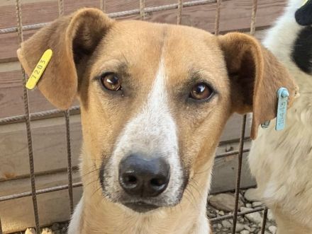 OLIVIA  ca. 5-jährige, hübsche Hündin, ca.59 cm, wird bestimmt eine treue Begleiterin werden