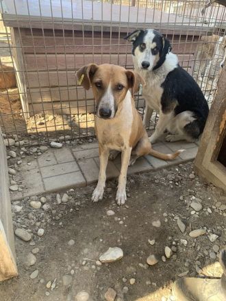 OLIVIA  ca. 5-jährige, hübsche Hündin, ca.59 cm, wird bestimmt eine treue Begleiterin werden