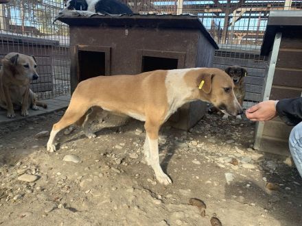 OLIVIA  ca. 5-jährige, hübsche Hündin, ca.59 cm, wird bestimmt eine treue Begleiterin werden