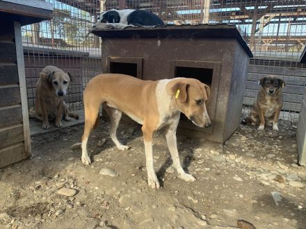 OLIVIA  ca. 5-jährige, hübsche Hündin, ca.59 cm, wird bestimmt eine treue Begleiterin werden