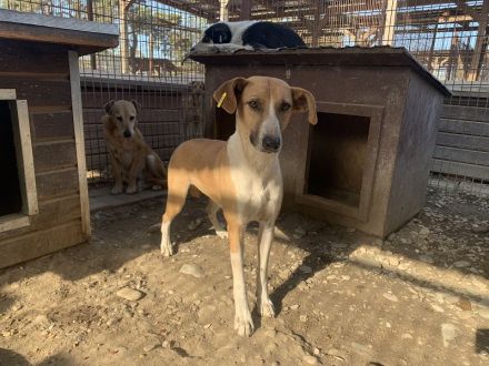 OLIVIA  ca. 5-jährige, hübsche Hündin, ca.59 cm, wird bestimmt eine treue Begleiterin werden