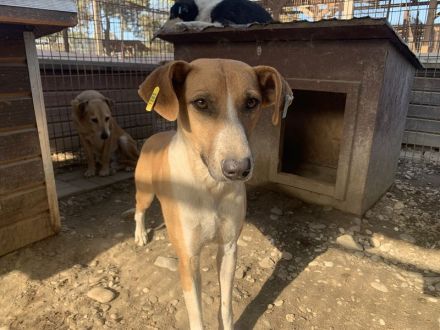 OLIVIA  ca. 5-jährige, hübsche Hündin, ca.59 cm, wird bestimmt eine treue Begleiterin werden