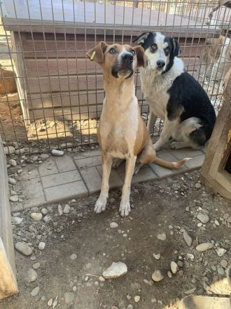 OLIVIA  ca. 5-jährige, hübsche Hündin, ca.59 cm, wird bestimmt eine treue Begleiterin werden