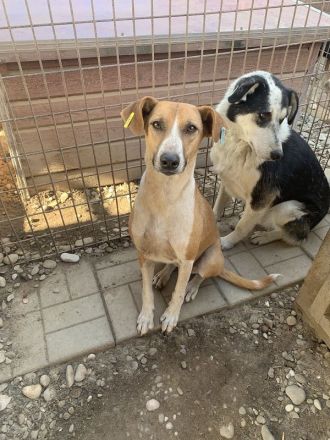 OLIVIA  ca. 5-jährige, hübsche Hündin, ca.59 cm, wird bestimmt eine treue Begleiterin werden