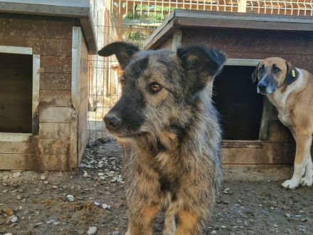 VITO  ca. 4-jähriger, freundlicher Rüde, ca. 55 cm, wird ein treuer Begleiter werden
