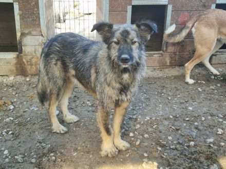 VITO  ca. 4-jähriger, freundlicher Rüde, ca. 55 cm, wird ein treuer Begleiter werden