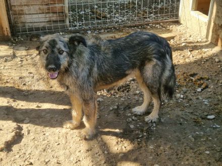 VITO  ca. 4-jähriger, freundlicher Rüde, ca. 55 cm, wird ein treuer Begleiter werden