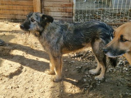 VITO  ca. 4-jähriger, freundlicher Rüde, ca. 55 cm, wird ein treuer Begleiter werden