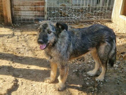 VITO  ca. 4-jähriger, freundlicher Rüde, ca. 55 cm, wird ein treuer Begleiter werden