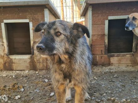 VITO  ca. 4-jähriger, freundlicher Rüde, ca. 55 cm, wird ein treuer Begleiter werden
