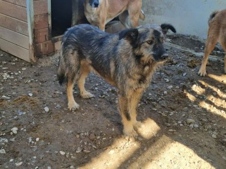 VITO  ca. 4-jähriger, freundlicher Rüde, ca. 55 cm, wird ein treuer Begleiter werden