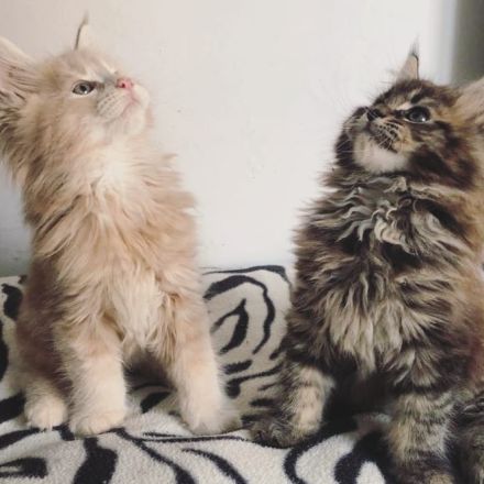 Liebevolle weibliche Maine-Coon-Kätzchen !@#