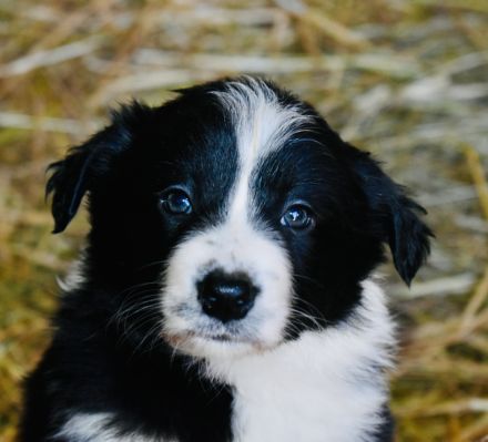 Border Collie Welpen