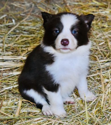 Border Collie Welpen