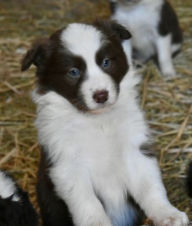 Border Collie Welpen