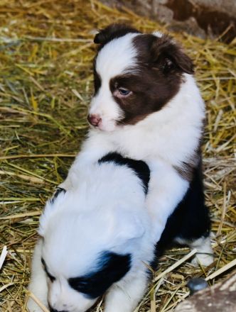 Border Collie Welpen