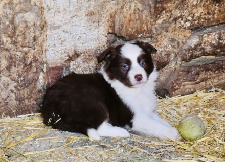 Border Collie Welpen