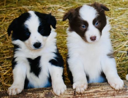 Border Collie Welpen