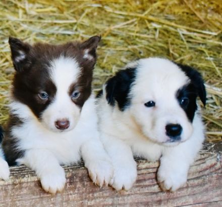 Border Collie Welpen