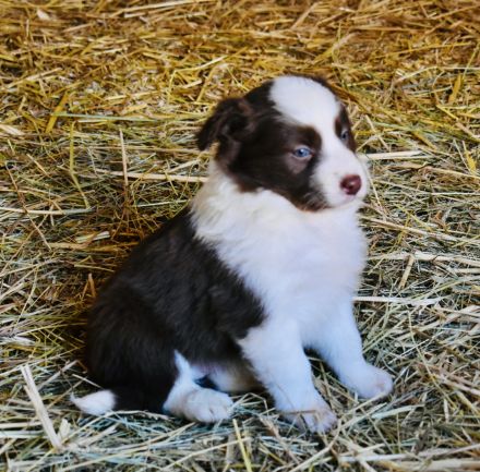 Border Collie Welpen