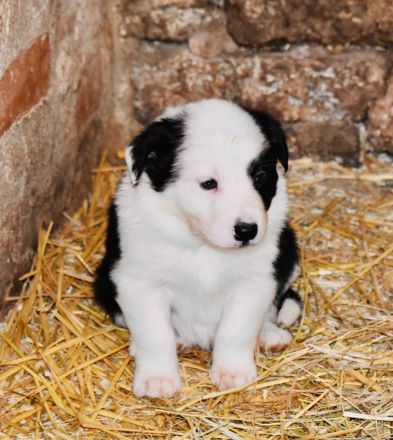 Border Collie Welpen