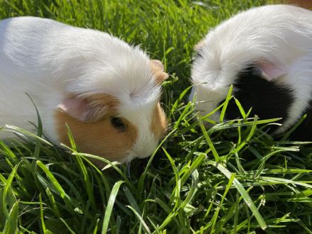 Urlaubsbetreuung für Meerschweinchen